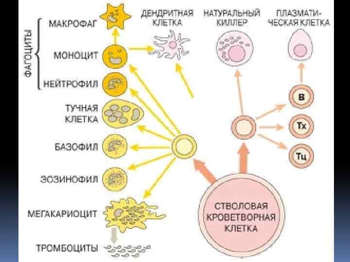 Роль макрофагов. Макрофаги и дендритные клетки. Дендритные клетки и тучные клетки. Дендритные клетки иммунология. Функции макрофагов иммунология.