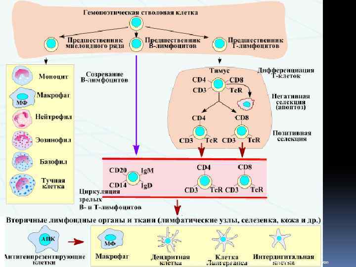http: //vetfak. nsau. edu. ru/new/uchebnic/microbiology/stu/index_immun. htm 