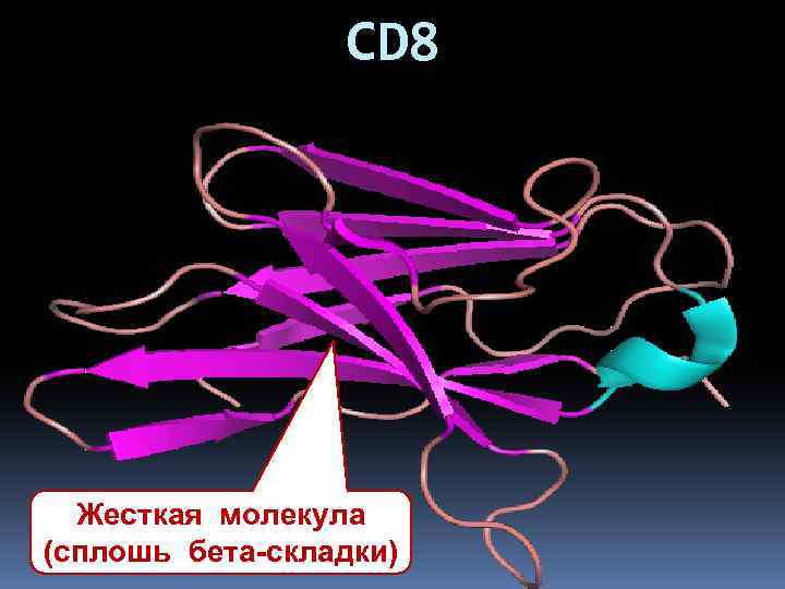 CD 8 Жесткая молекула (сплошь бета-складки) 