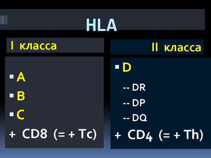 HLA I класса А B C + CD 8 (= + Tс) II класса