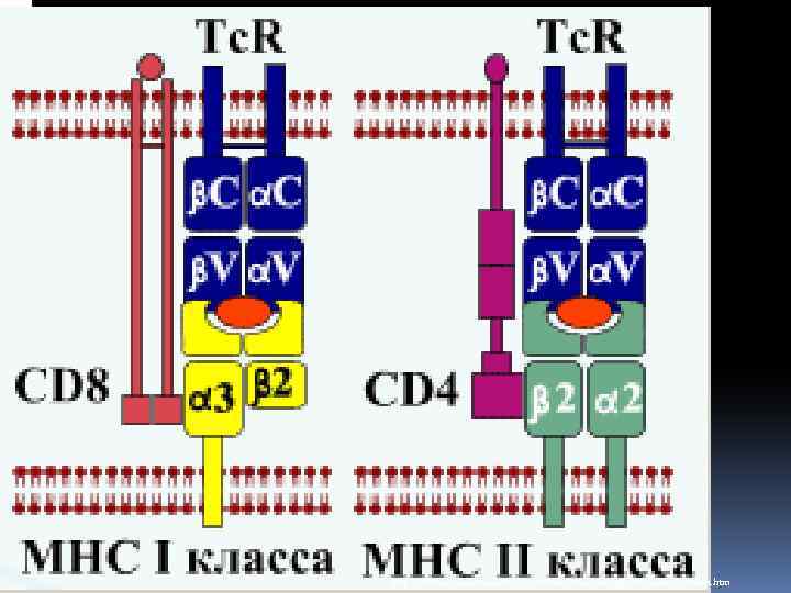 http: //vetfak. nsau. edu. ru/new/uchebnic/microbiology/stu/index_immun. htm 