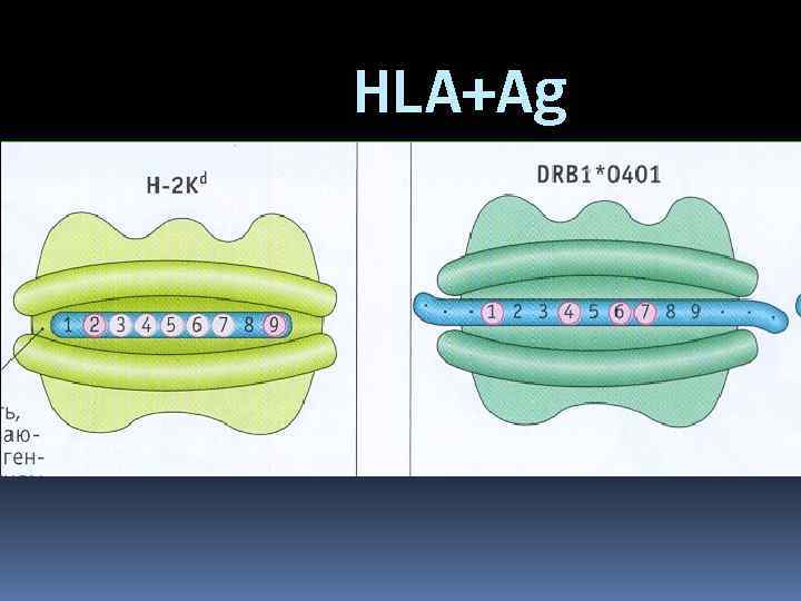 HLA+Ag 
