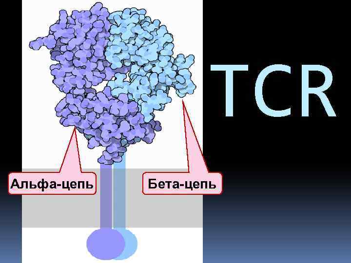 TCR Альфа-цепь Бета-цепь 