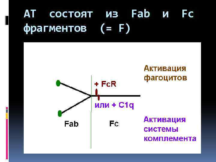 АТ состоят из Fab и Fc фрагментов (= F) 