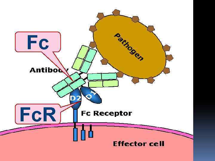 Fc Fc. R 