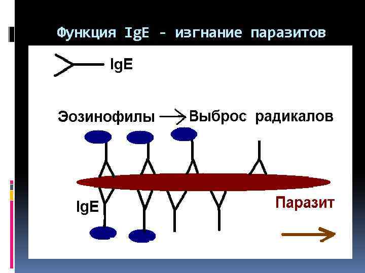 Функция Ig. E - изгнание паразитов 