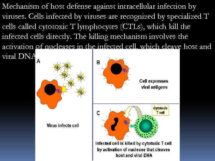 Mechanism of host defense against intracellular infection by viruses. Cells infected by viruses are
