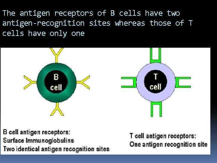 The antigen receptors of B cells have two antigen-recognition sites whereas those of T