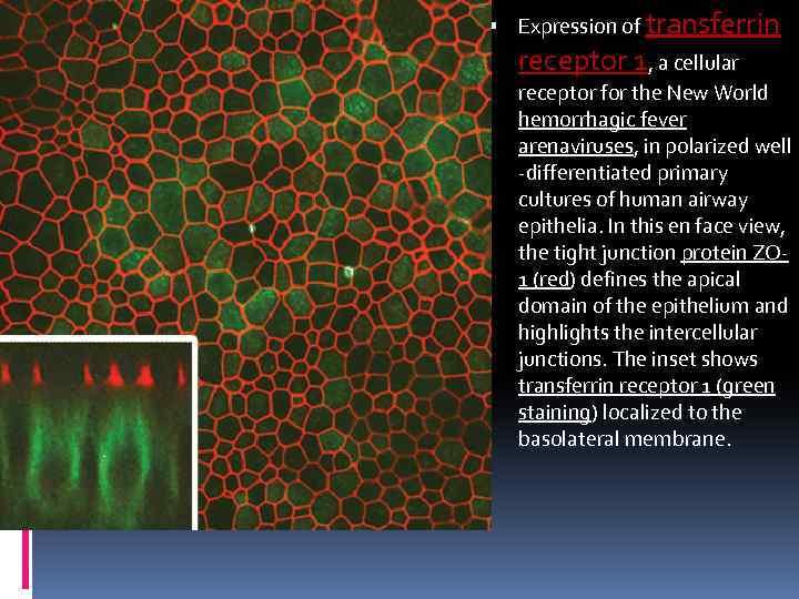  Expression of transferrin receptor 1, a cellular receptor for the New World hemorrhagic