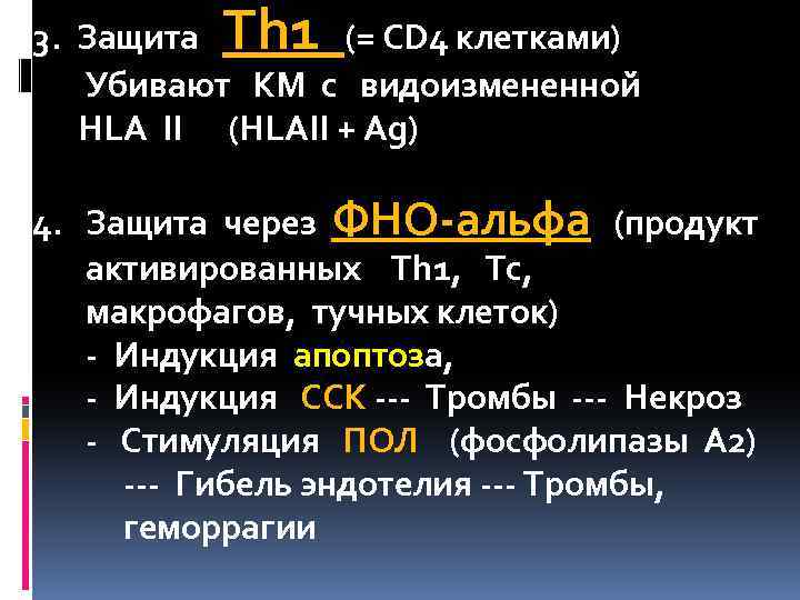 Th 1 3. Защита (= CD 4 клетками) Убивают КМ с видоизмененной HLA II