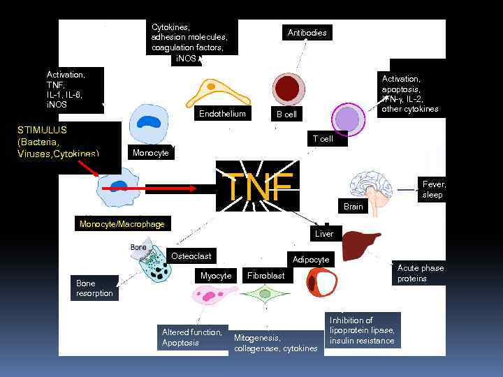 Cytokines, adhesion molecules, coagulation factors, i. NOS Activation, TNF, IL-1, IL-6, i. NOS STIMULUS