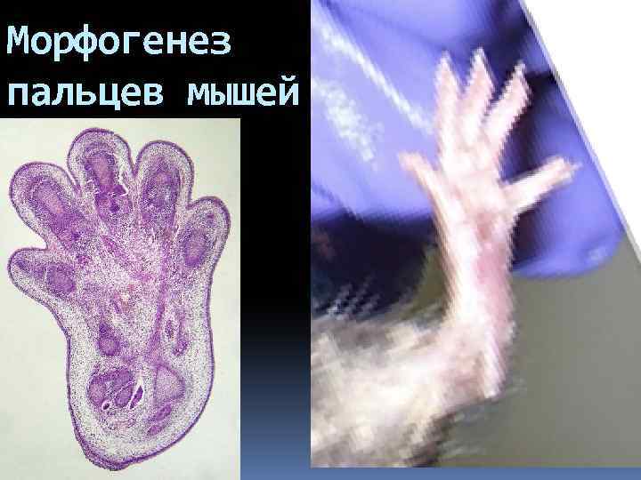 Морфогенез пальцев мышей 