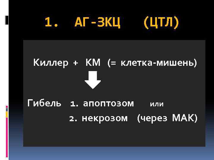 1. АГ-ЗКЦ (ЦТЛ) Киллер + КМ (= клетка-мишень) Гибель 1. апоптозом или 2. некрозом