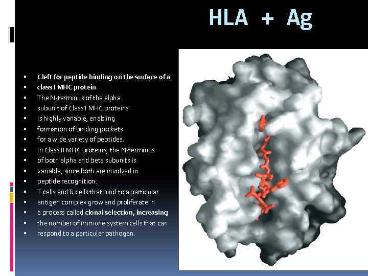  HLA + Ag Cleft for peptide binding on the surface of a class