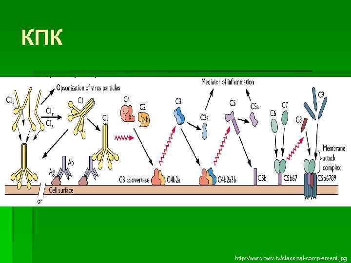 КПК http: //www. twiv. tv/classical-complement. jpg 