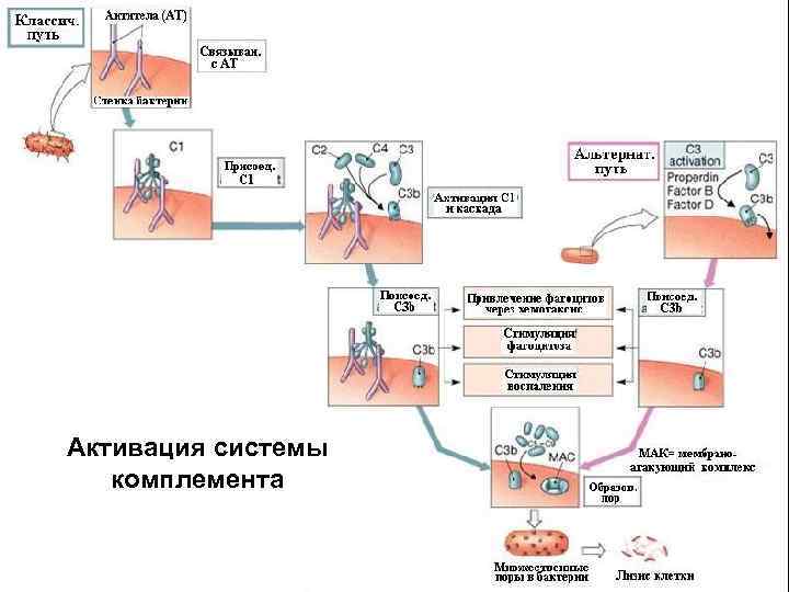 Активация системы комплемента 