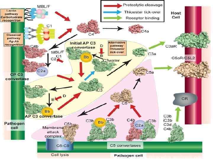 http: //www. bioxray. au. dk/images/gra_complement_system. jpg 