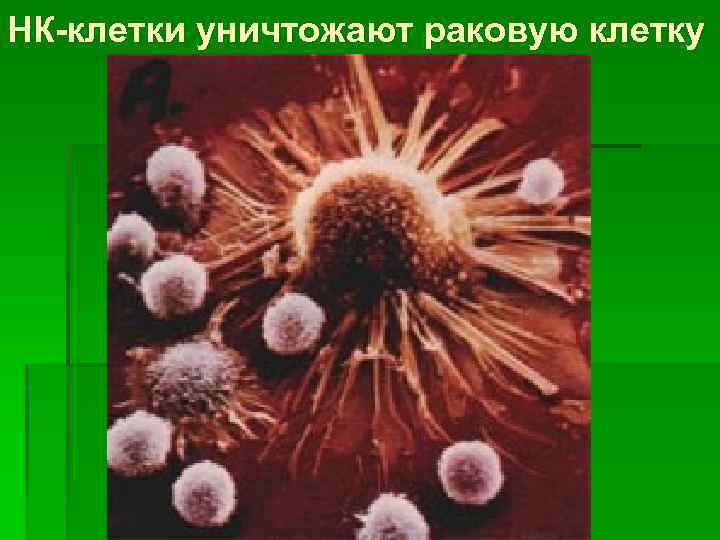 НК-клетки уничтожают раковую клетку 