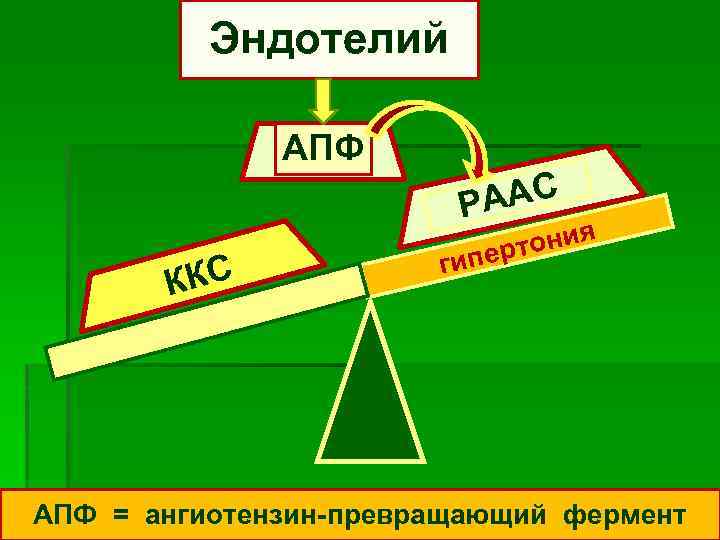 Эндотелий АПФ ААС Р ККС ония перт ги АПФ = ангиотензин-превращающий фермент 