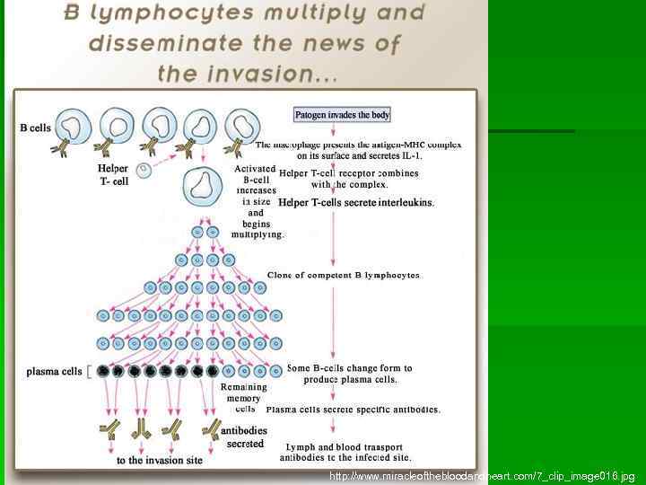 http: //www. miracleofthebloodandheart. com/7_clip_image 016. jpg 