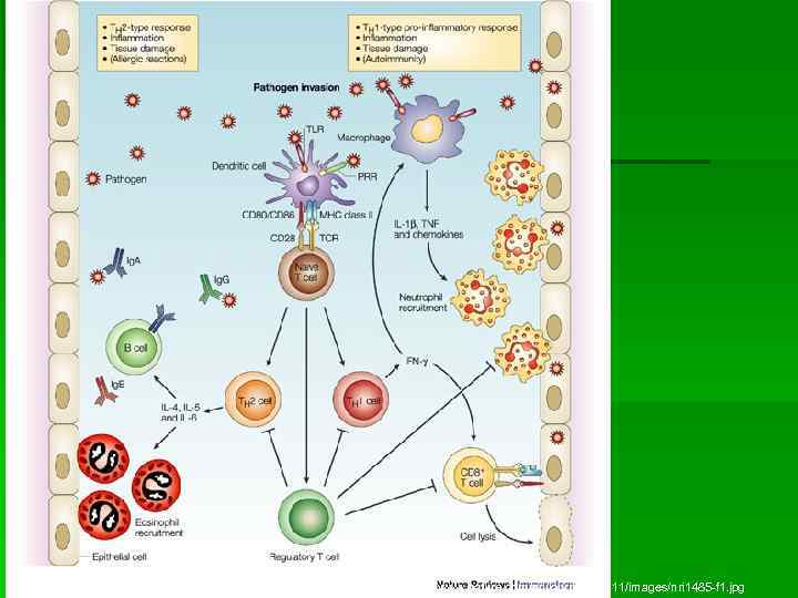 http: //www. nature. com/nri/journal/v 4/n 11/images/nri 1485 -f 1. jpg 