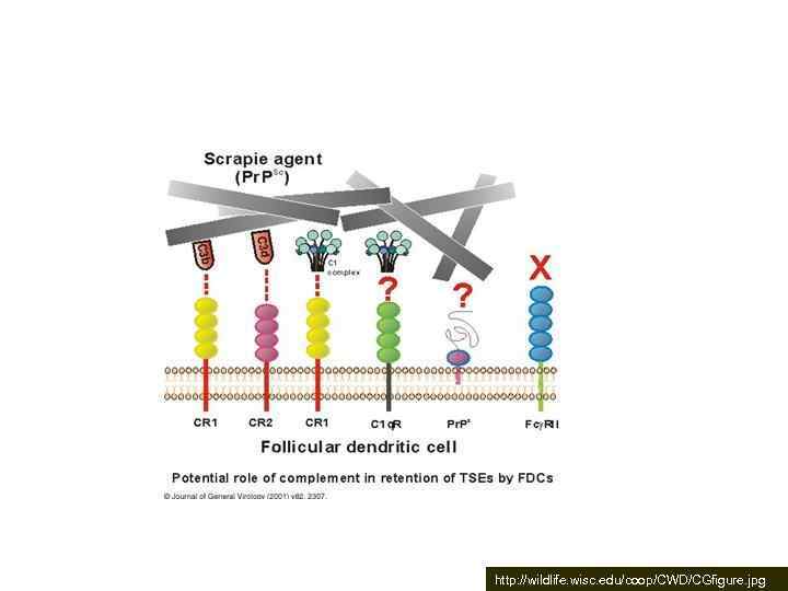 http: //wildlife. wisc. edu/coop/CWD/CGfigure. jpg 