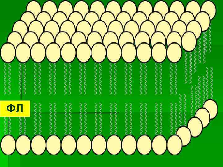 ФЛ 