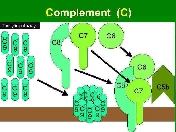 Complement (C) The lytic pathway 