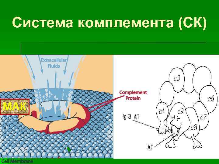 Система комплемента (СК) МАК 