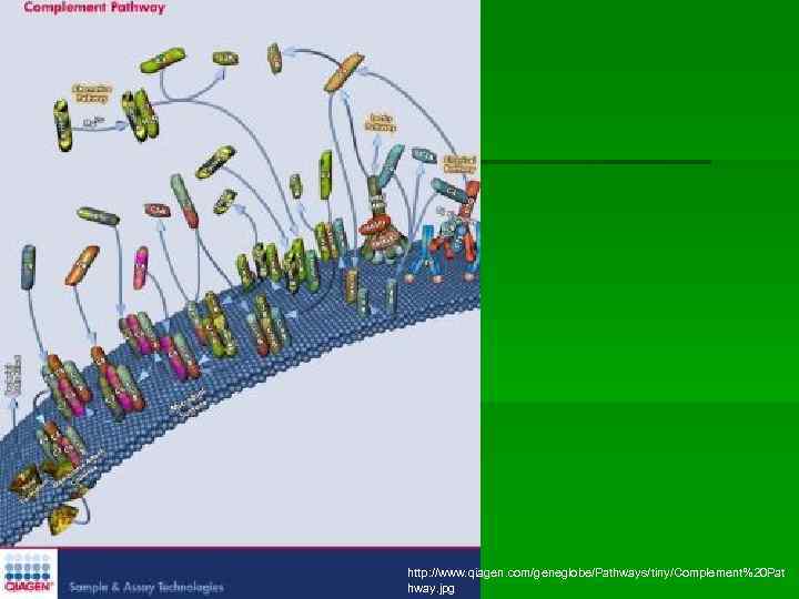 http: //www. qiagen. com/geneglobe/Pathways/tiny/Complement%20 Pat hway. jpg 