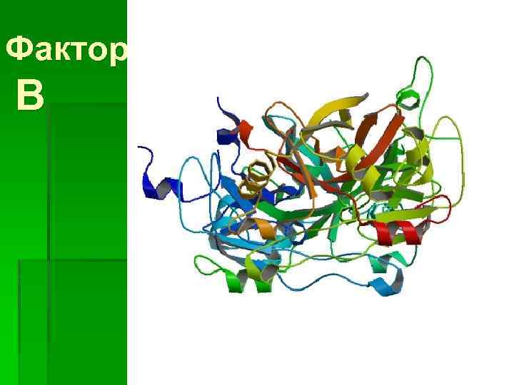 Фактор В 