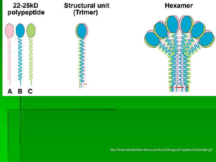 http: //www. landesbioscience. com/curie/ima ges/chapters/Sim 2 color. gif http: //www. landesbioscience. com/curie/images/chapters/Sim 2 color.