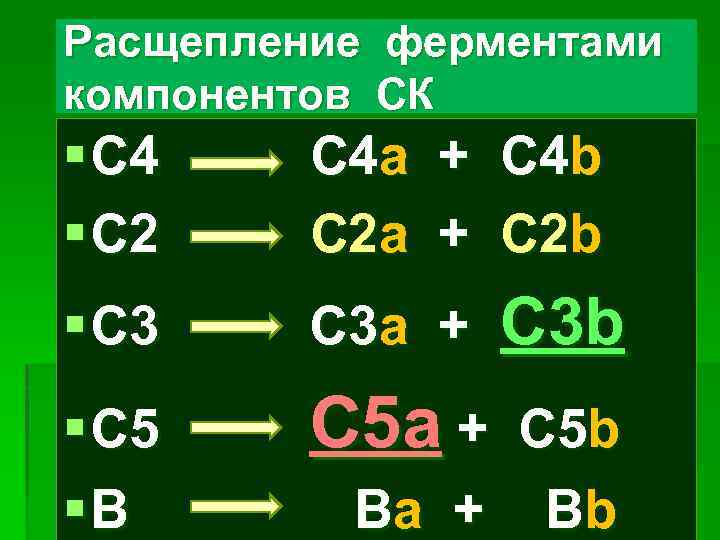 Расщепление ферментами компонентов СК § С 4 § C 2 С 4 а C