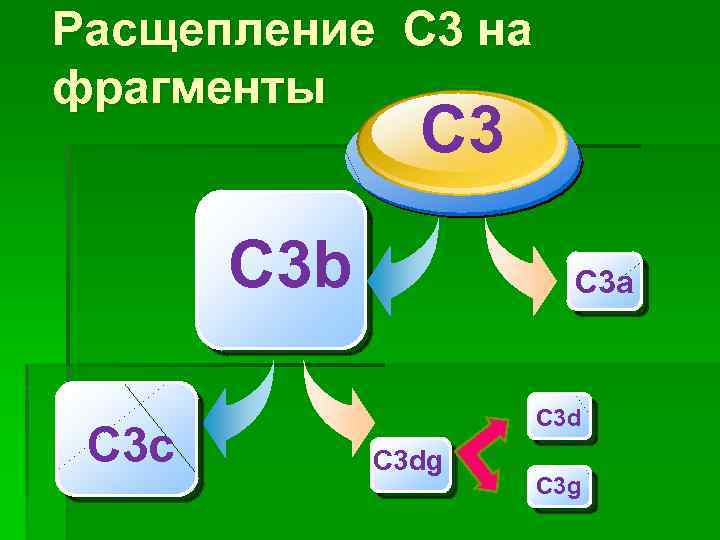 Расщепление С 3 на фрагменты C 3 b C 3 с C 3 a