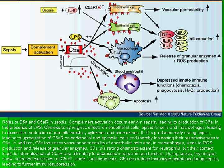 Roles of C 5 a and C 5 a. R in sepsis. Complement activation