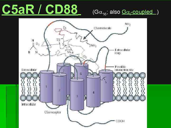 C 5 a. R / CD 88 (Ga 16; also Gai-coupled ) 