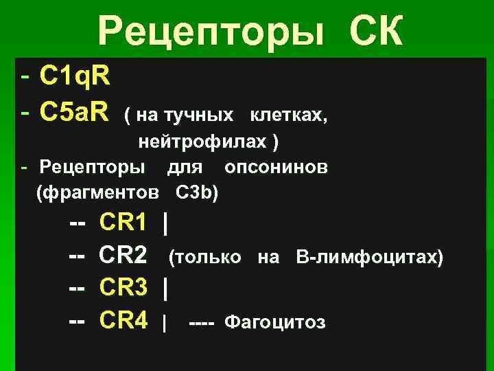 Рецепторы СК - C 1 q. R - C 5 a. R ( на