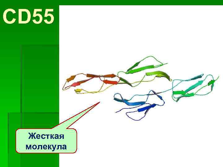 CD 55 Жесткая молекула 