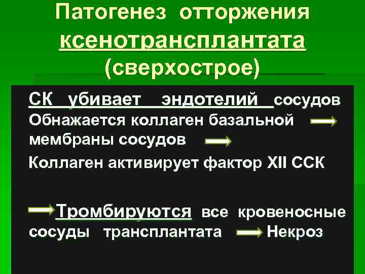 Патогенез отторжения ксенотрансплантата (сверхострое) СК убивает эндотелий сосудов Обнажается коллаген базальной мембраны сосудов Коллаген
