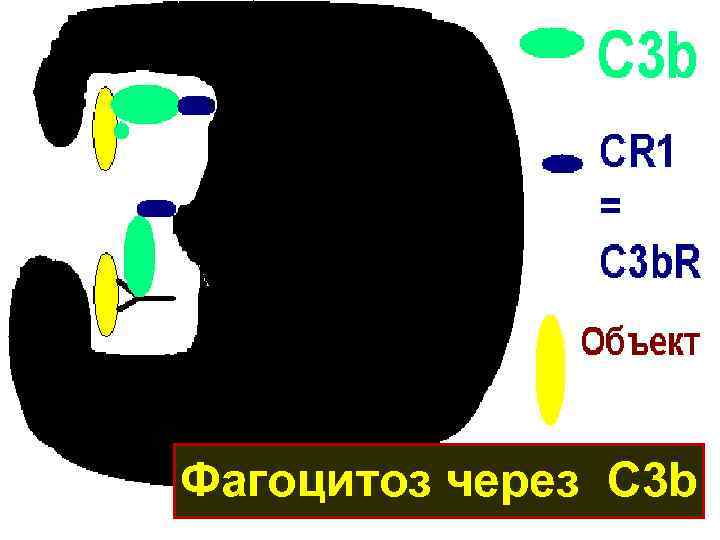Фагоцитоз через C 3 b 