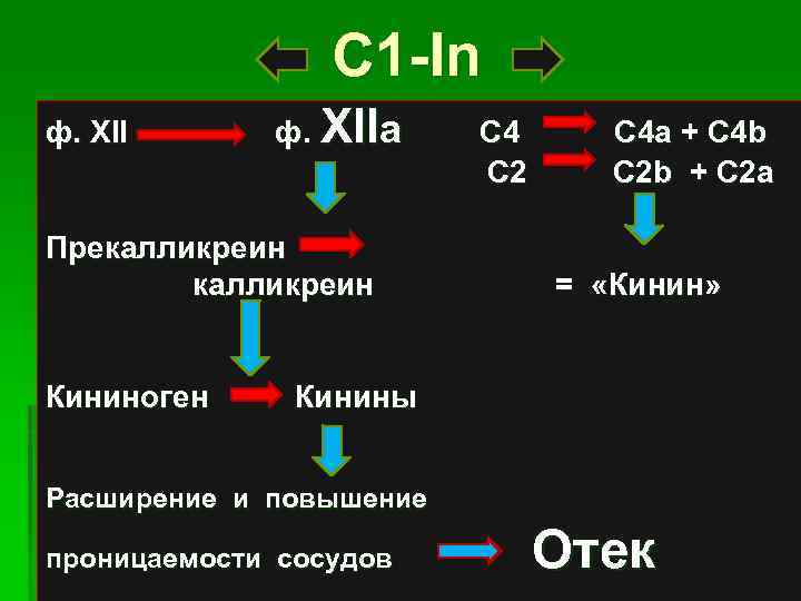 С 1 -In ф. XIIа С 4 С 2 Прекалликреин Кининоген С 4 а