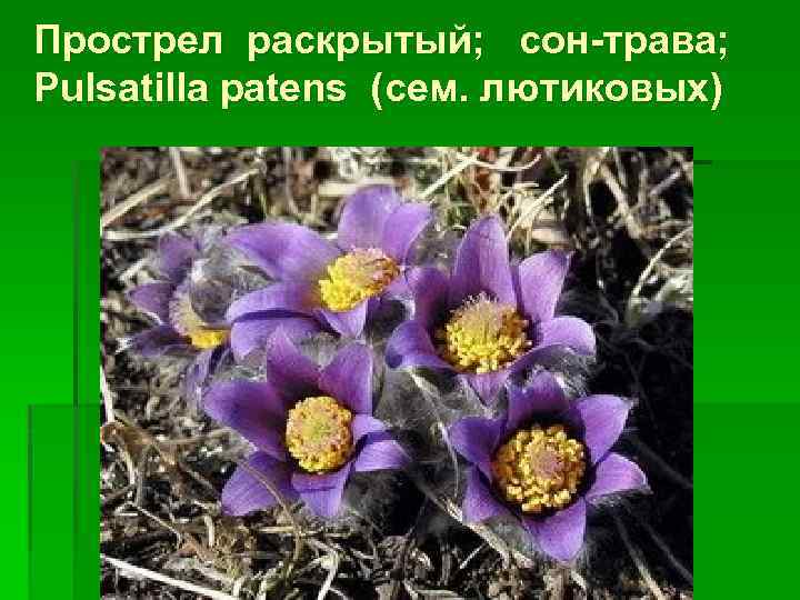 Прострел раскрытый; сон-трава; Pulsatilla patens (сем. лютиковых) 