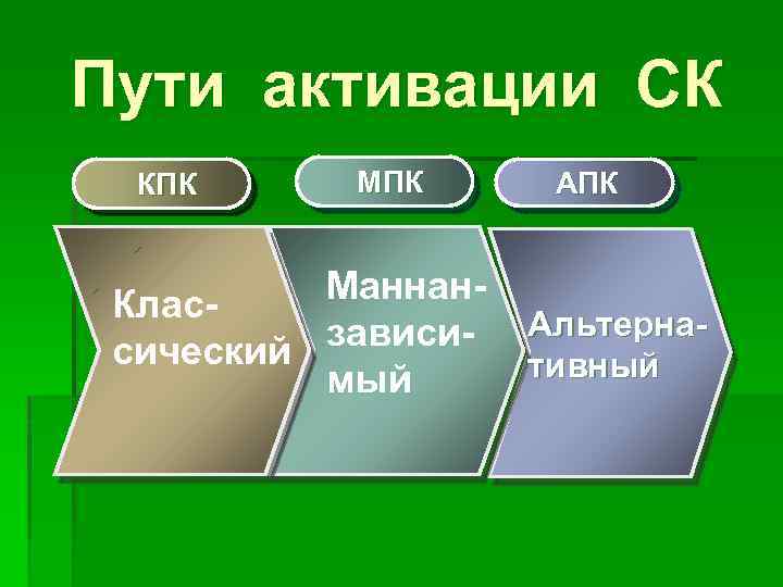 Пути активации СК КПК Маннан. Класзависисический мый АПК Альтернативный 