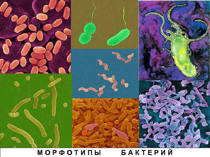 МОРФОТИПЫ БАКТЕРИЙ 