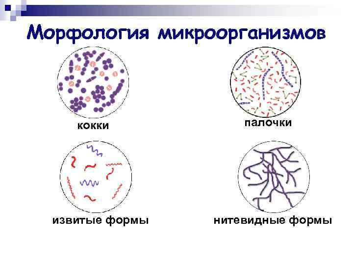 Морфология микроорганизмов кокки извитые формы палочки нитевидные формы 