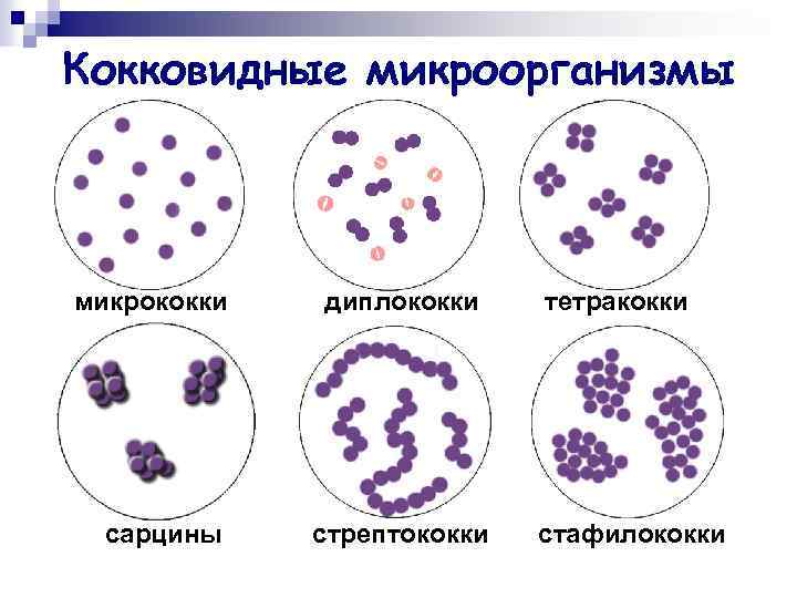 Кокковидные микроорганизмы микрококки сарцины диплококки стрептококки тетракокки стафилококки 
