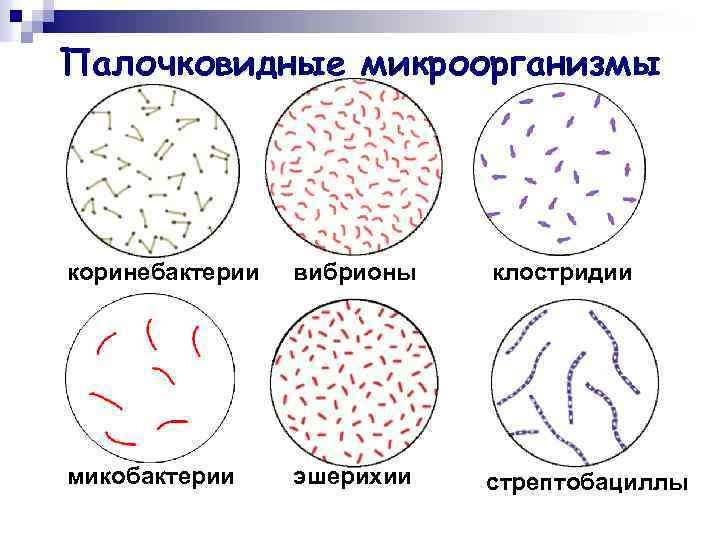 Палочковидные микроорганизмы коринебактерии вибрионы клостридии микобактерии эшерихии стрептобациллы 