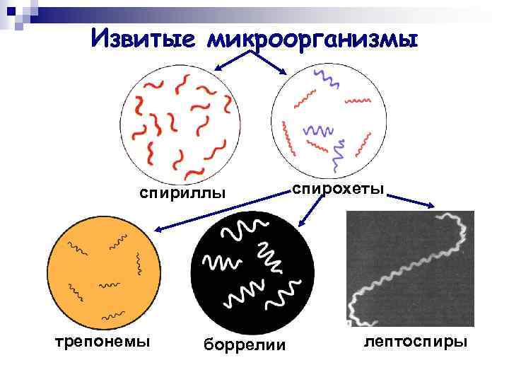 Извитые микроорганизмы спириллы трепонемы боррелии спирохеты лептоспиры 