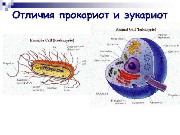 Отличия прокариот и эукариот 