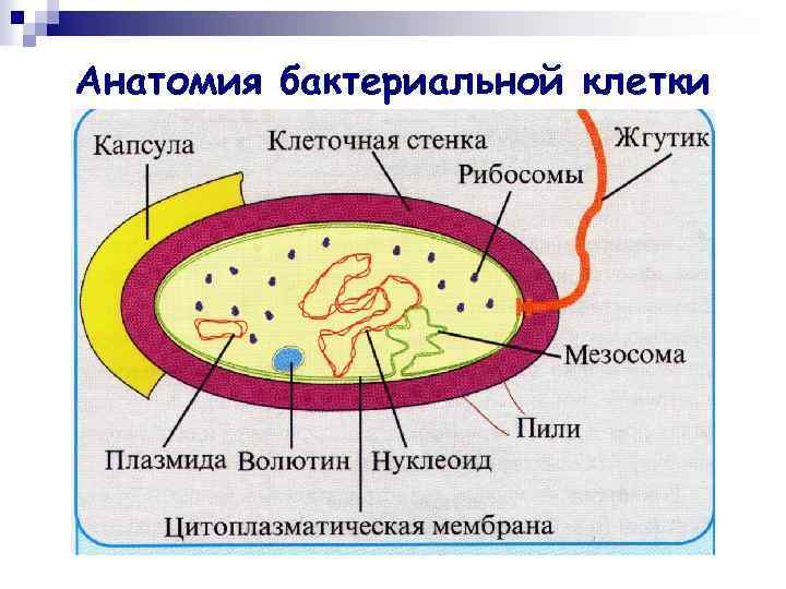 Анатомия бактериальной клетки 